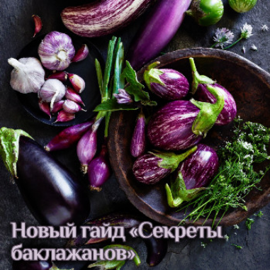 [Катя Янг] Гайд «Секреты баклажанов» (2024)_0.png